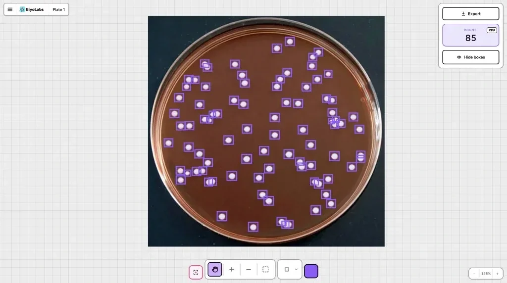 Example agar plate photo