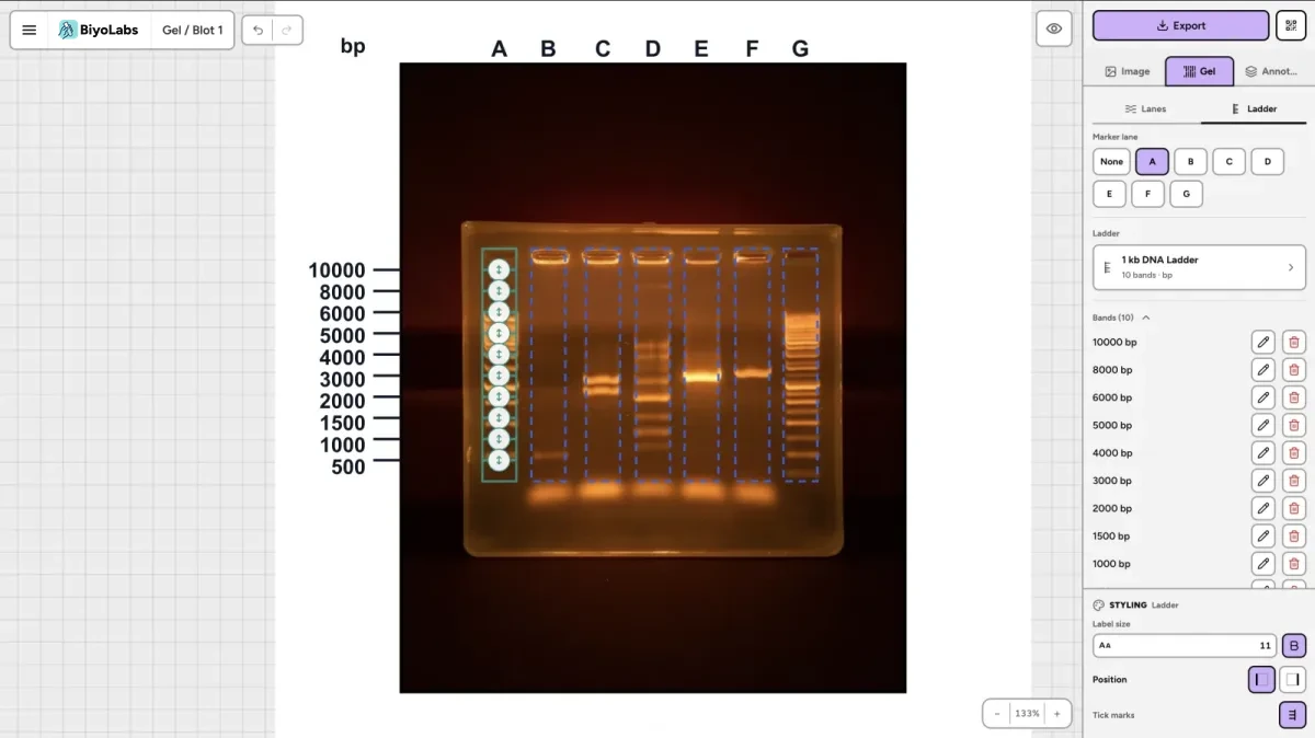 BiyoLabs gel and blot tool with lanes and a 100 bp DNA ladder